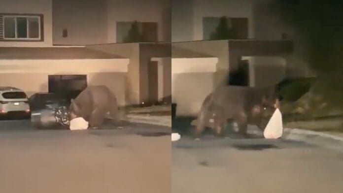 Captan a oso en Monterrey buscando comida en la basura