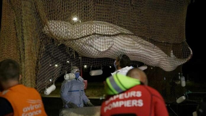 Muere la ballena beluga rescatada del río Sena