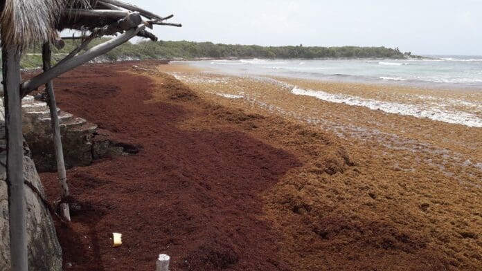 Recalan hasta 100 toneladas diarias de sargazo a Cozumel