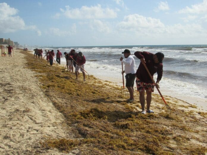 Hasta 165 toneladas de sargazo se retiraron este fin de semana de playa Delfines, pero el alga marina no ha dejado de llegar. No da tregua.