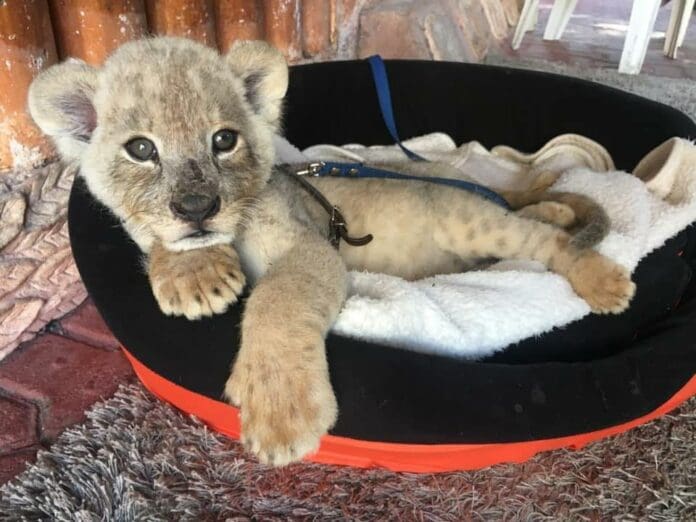 ¡SOS! Tras clausura de Animalandia Maya, animales exóticos quedaron encerrados en local de la 5ta Avenida