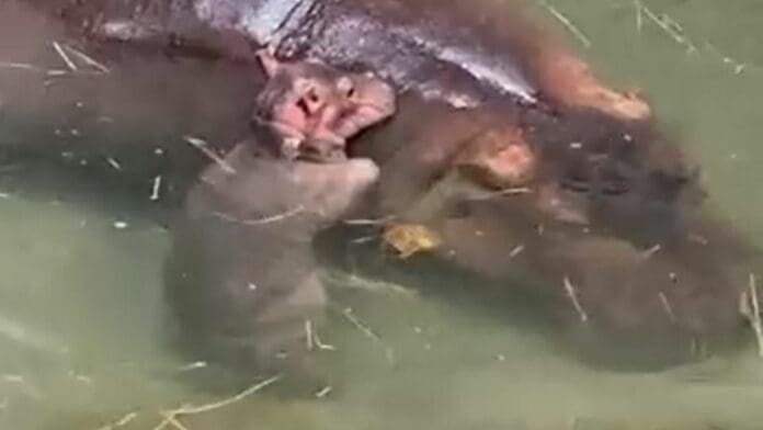 Hipopótama a la que le suministraban anticonceptivos, dio a luz y generó sorpresa