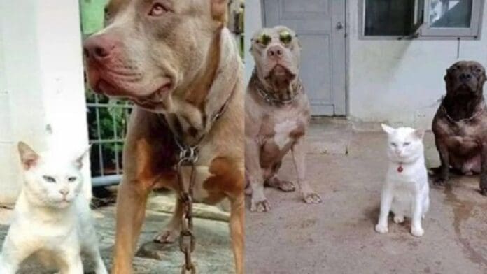 Gatito criado por pitbulls se vuelve viral por ‘problemas de personalidad’