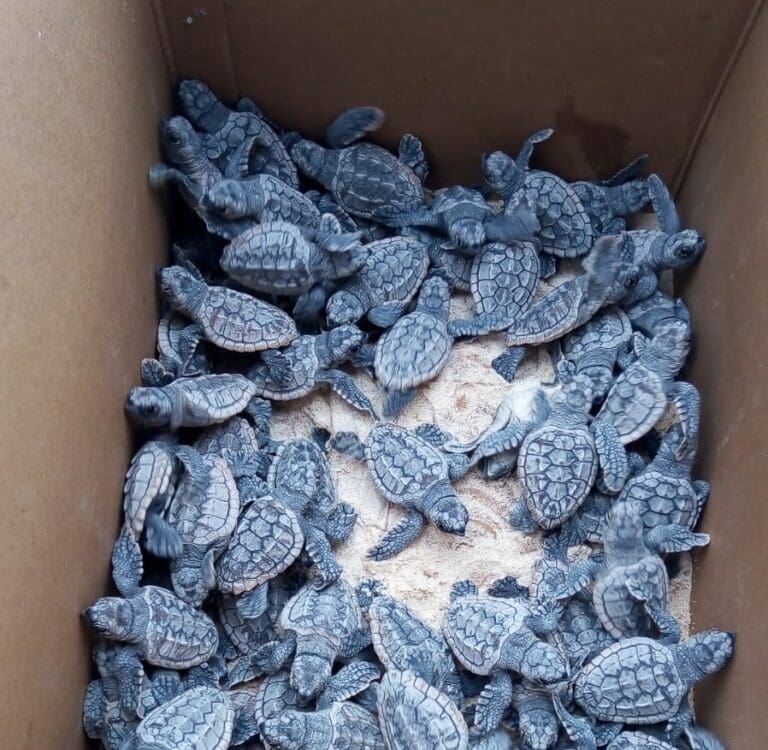 Resguardan tortugas en Tulum, ante reporte de robo de crías