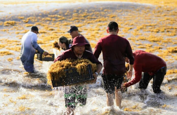 Exitosa jornada de “Todos contra el sargazo” en Cancún
