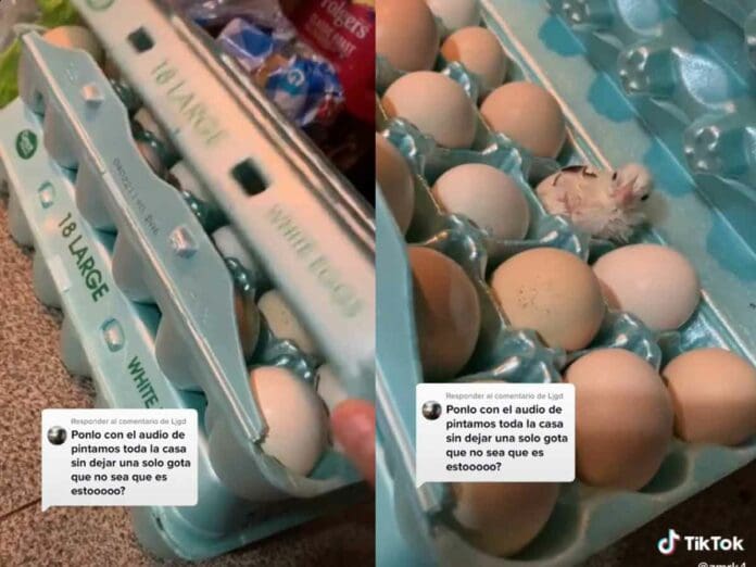 VIDEO: joven se encuentra un pollito en su caja de huevos, solo quería desayunar