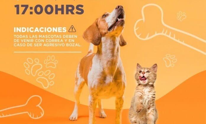 ORGANIZAN BRIGADA DE DESPARASITACIÓN CANINA Y FELINA EN CANCÚN