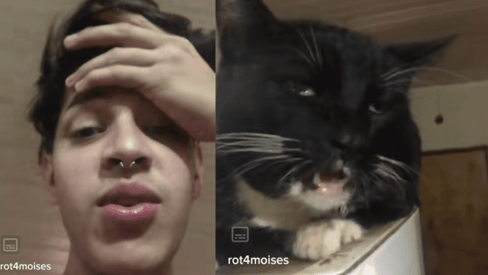VIDEO: Gatito se dopa con brownies de marihuana que preparó su Karen hombre