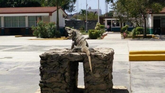 Podría haber un nuevo plantel del Colegio de Bachilleres en Puerto Aventuras, así como más aulas en Playa del Carmen.