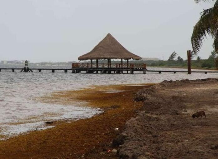 Advierten ambientalistas impacto a la vida marina por masiva presencia de sargazo en Mahahual