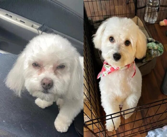 Mujer descubre que recogió al perrito equivocado en peluquería canina porque la 