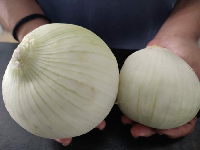 Preocupa en Playa del Carmen alza en el precio de la cebolla; pasó de 20 a 55 pesos 