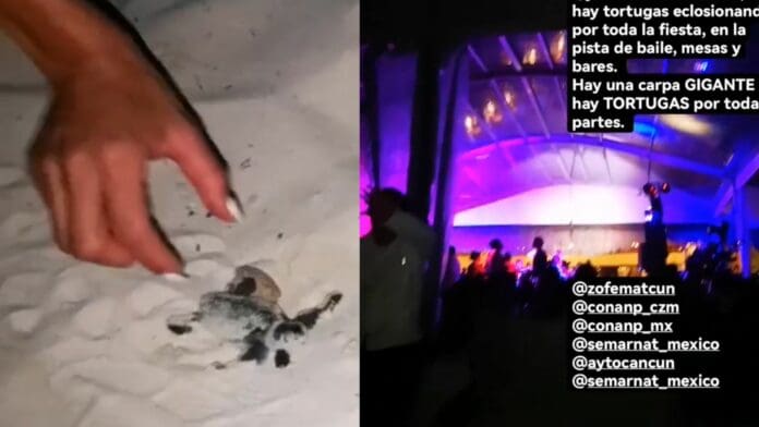 VIDEO: Reportan eclosión de miles de tortugas durante evento en playa de Cancún
