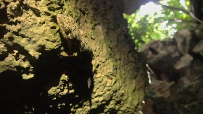 Al menos 8 de las 300 cuevas y cenotes urbanos de Playa del Carmen sufren de grave contaminación