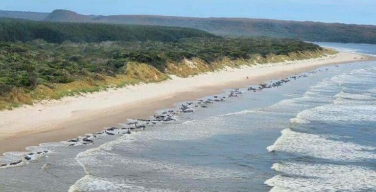 Unas 230 ballenas han quedado varadas en las costas de Tasmania, en Oceanía; autoridades ambientales ya trabajan para rescatarlas.