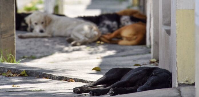 Administradora de privada pone veneno para perros