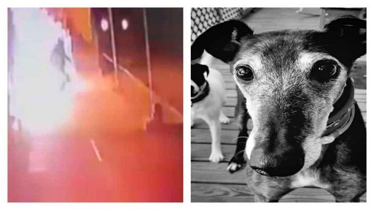 Video: Sujeto provoca incendio en una veterinaria de Puebla; 8 mascotas murieron