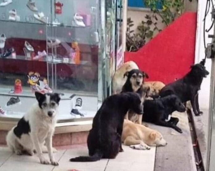 Zapatería protege de la lluvia a perritos callejeros y se hace viral