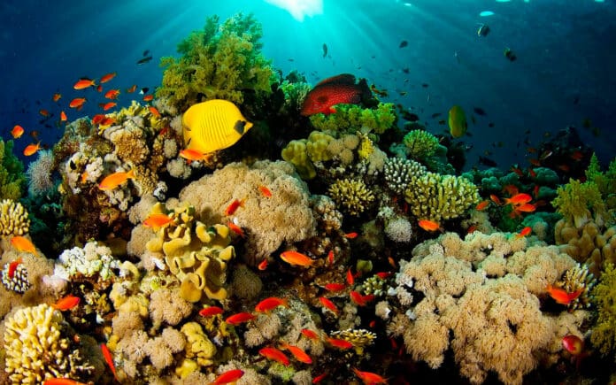 Aseguran contra huracanes 150 kilómetros de arrecifes en Quintana Roo