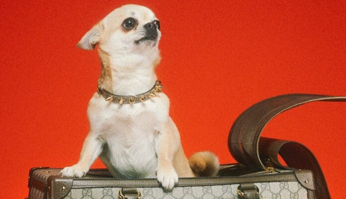 Influencer realiza colecta para comprarle correas Gucci a sus perros