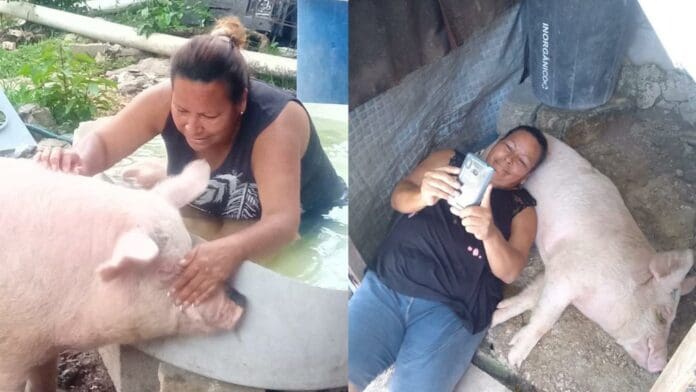 Cerdito se escapa en Cozumel