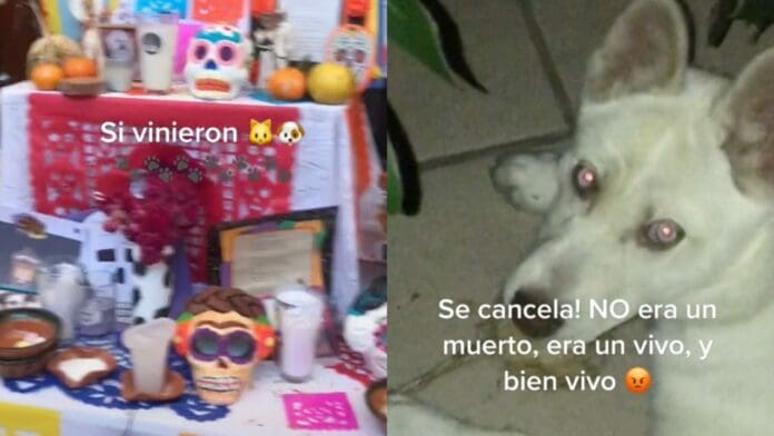VIDEO: Captan a perrito comiéndose la ofrenda de Día de Muertos