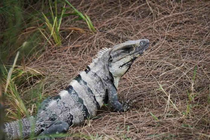 Presenta México propuesta para regular comercio de lagartijas y tortugas