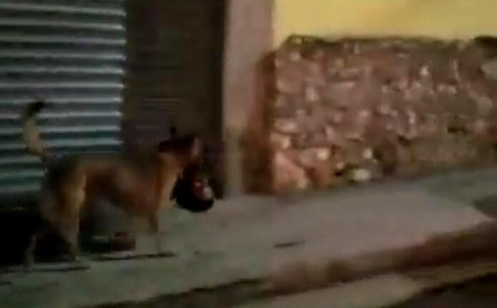 La grabación de un perro llevando una cabeza humana en su hocico ha causado revuelo en redes sociales. Ocurrió este miércoles.
