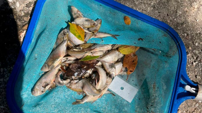 Denuncian a CAPA por contaminación del cenote 'El Cielo' en Tulum  