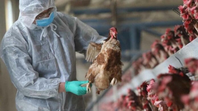 México registra el primer caso de gripe aviar H5N1