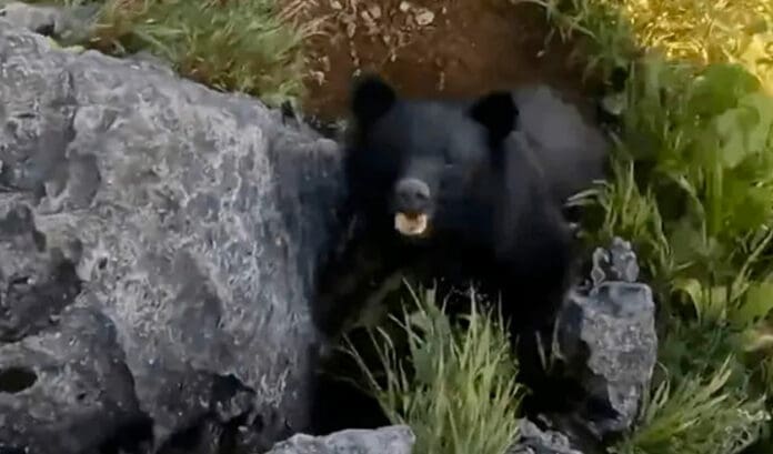 Escalador se defiende a golpes y patadas del ataque de un oso