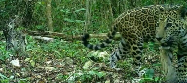 La historia de “Xen”, jaguar hembra atropellada que dejó crías en Playa del Carmen