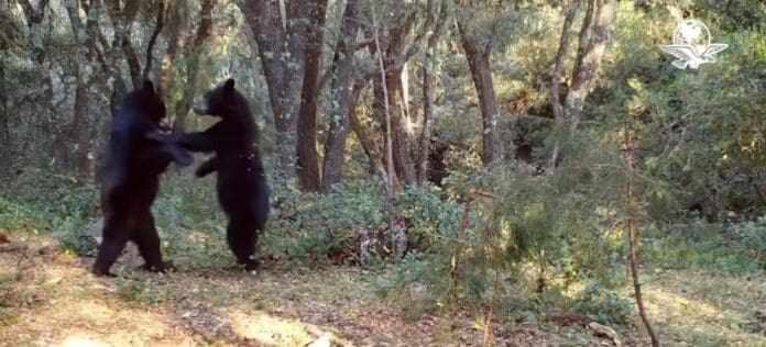 Captan a dos osos negros 