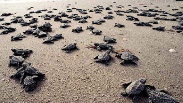 Liberan 50 mil crías de tortuga en Puerto Vallarta
