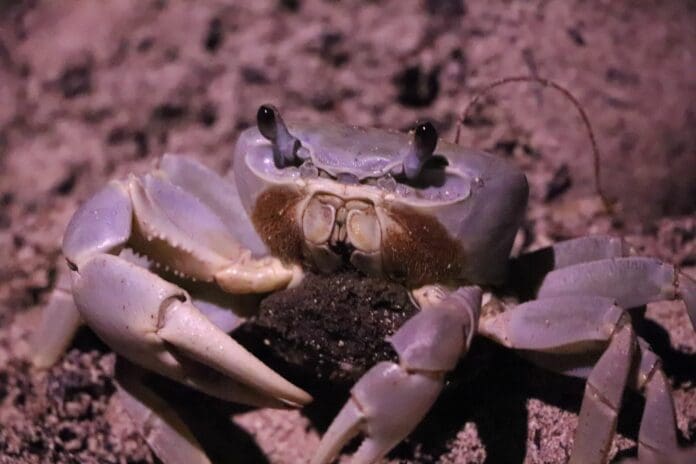 Exitosa campaña de protección al cangrejo azul en Cancún