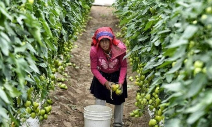 Una jornalera sufrió un accidente, después el IMSS no la atendió como se debía y encima de todo la despidieron injustificadamente.