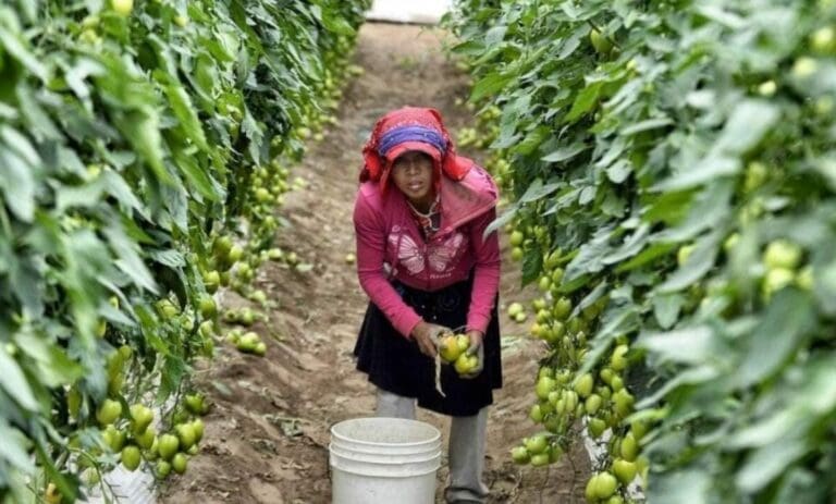 Una jornalera sufrió un accidente, después el IMSS no la atendió como se debía y encima de todo la despidieron injustificadamente.
