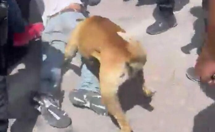 Un perro y su familia le dieron una buena acción a un ladrón que se metió a robar a su casa. Mordidas, golpes, patadas, de todo le tocó.