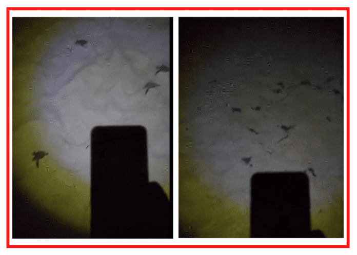 VIDEO: Por likes, graba a tortugas eclosionando en Playa del Carmen y las desorienta