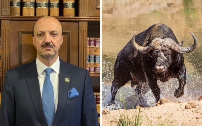 Cazador mexicano murió tras embestida de búfalo de una tonelada en Argentina