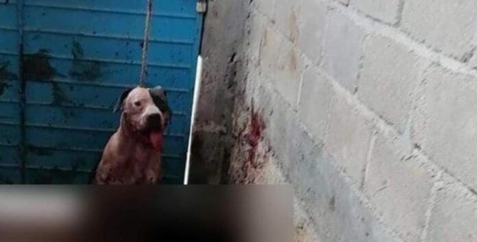 Un Pitbull atacó a un sujeto que se metió a robar una casa en el estado de Chiapas. Casi le arranca el brazo al presunto ladrón.
