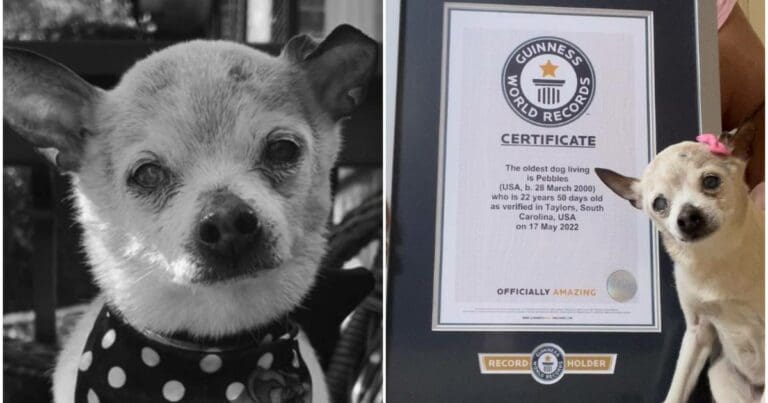 Pebbles, la perrita con el Récord Guinness de ser la más vieja del mundo, muere a los 22 años