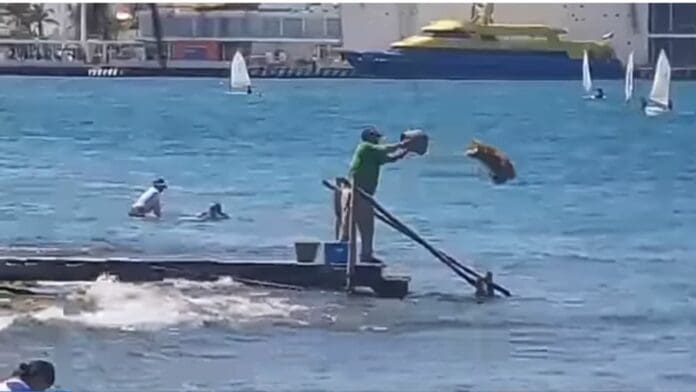 VIDEO: Recogen el sargazo en Cozumel... para volver aventarlo al mar