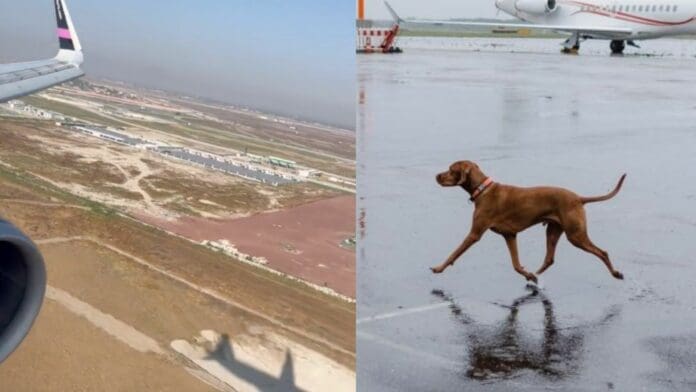 VIDEO: Perros impiden aterrizaje de avión de Volaris en el AIFA