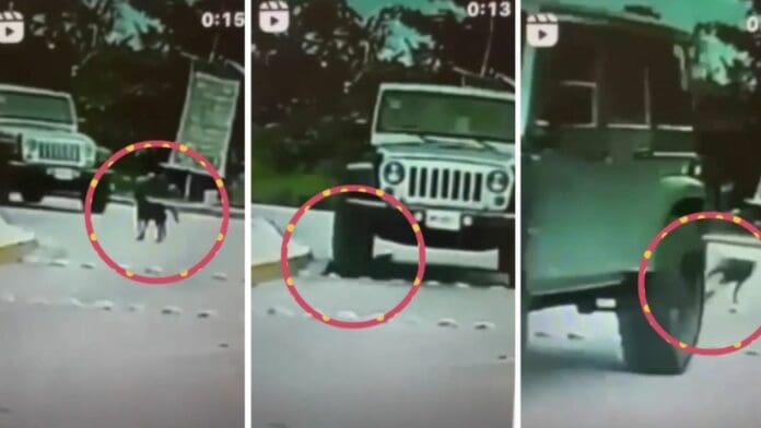Buscan a automovilista que arrolló a un perro en Cancún