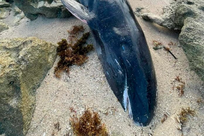 Encuentran orca negra sin vida, en una playa de Cozumel 