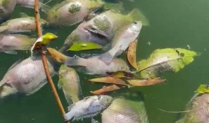 Una persona mostró la grave contaminación en el lago de Chapultepec, lo que ha provocado la muerte de decenas de peces.