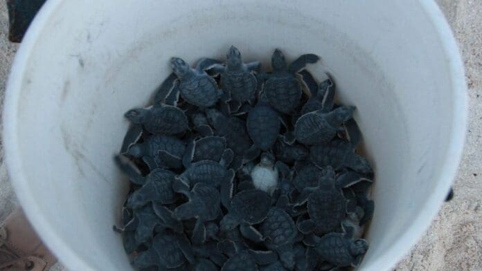 Protege gobierno de Benito Juárez más de un millón de huevos de tortuga marina