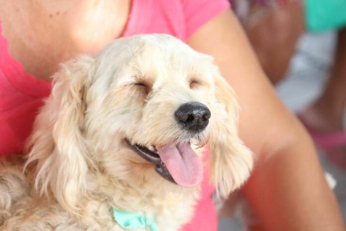 PROMUEVE ANA PATRICIA PERALTA CUIDADO RESPONSABLE DE MASCOTAS 