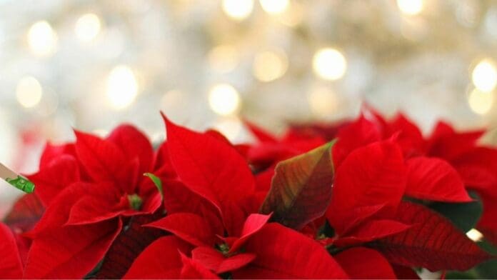 Feria navideña con pista de patinaje y circo, desde el 15 de diciembre en Playa del Carmen